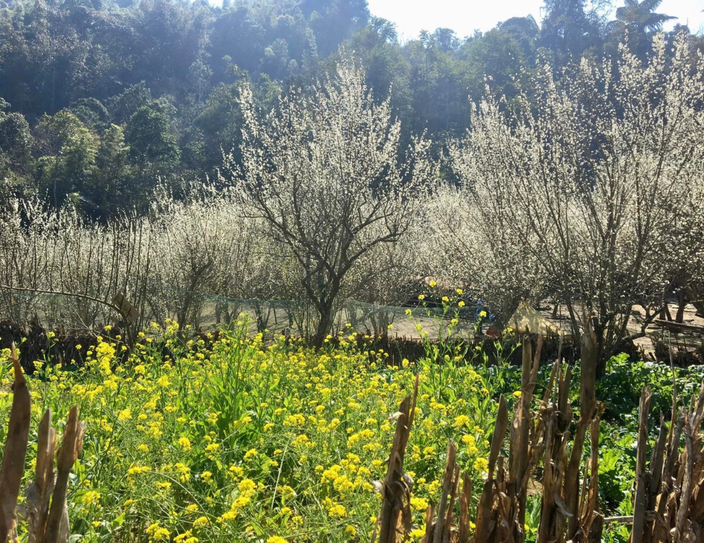 Mùa xuân hoa mận đua nở tại các bản làng Sa Pa.