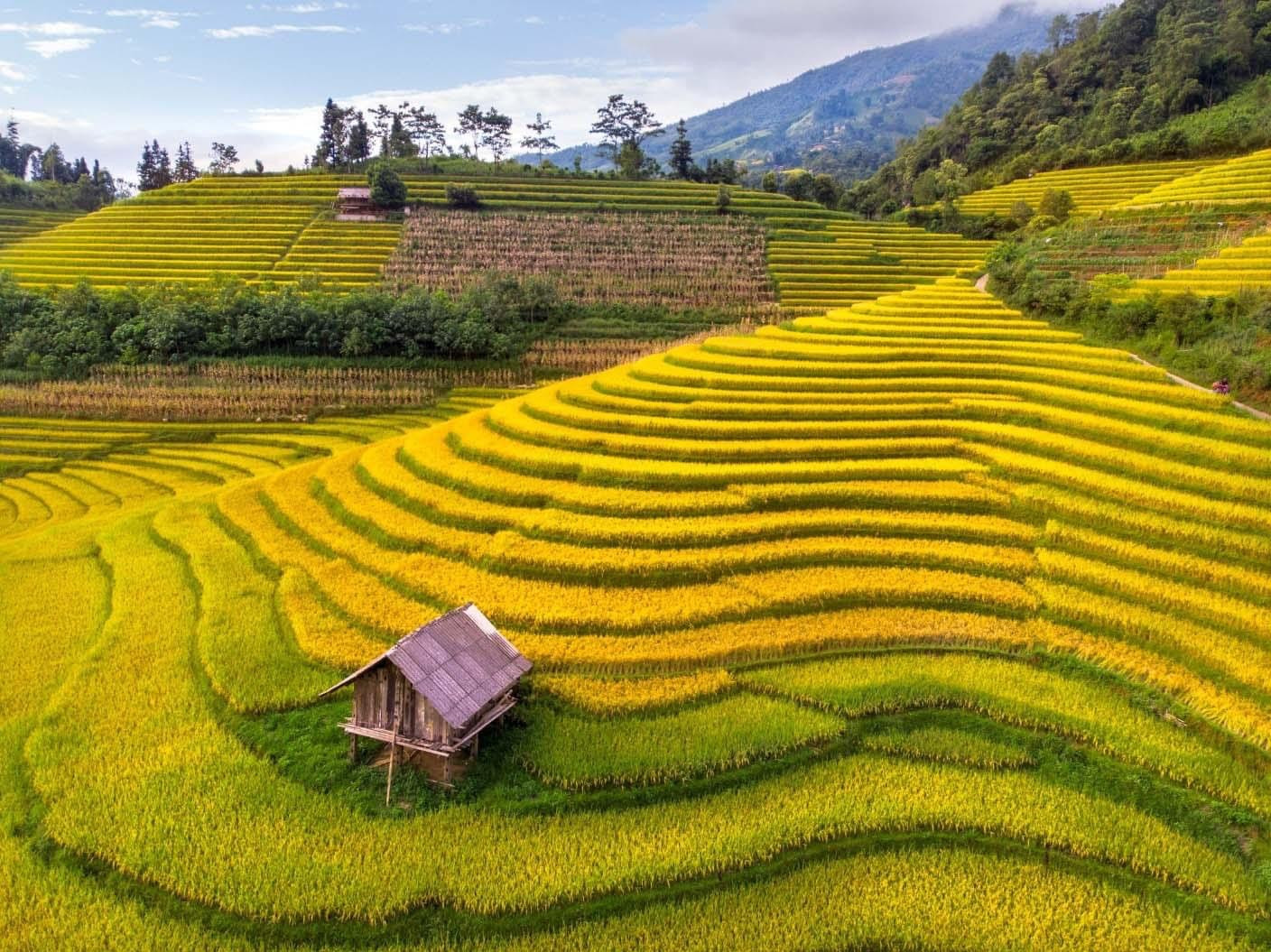 Bản Nậm Cang đẹp nhất vào thời điểm lúa chín chính vụ. 