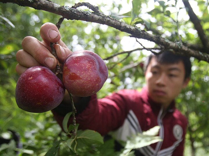 Trải nghiệm thu hoạch mận chín ngay tại vườn.