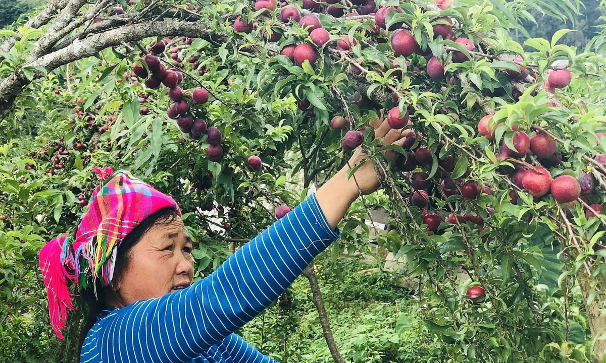 Sa Pa nổi tiếng với nhiều giống mận ngon.