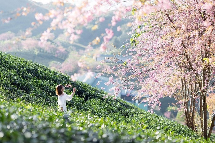 Nhiệt độ ở Sa Pa vào thời điểm tháng 2 dao động từ 7 đến 10 độ