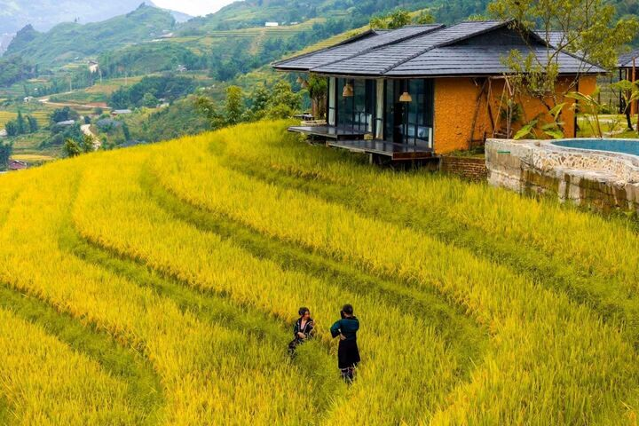 Mùa vàng tại bản Tả Phìn Sa Pa