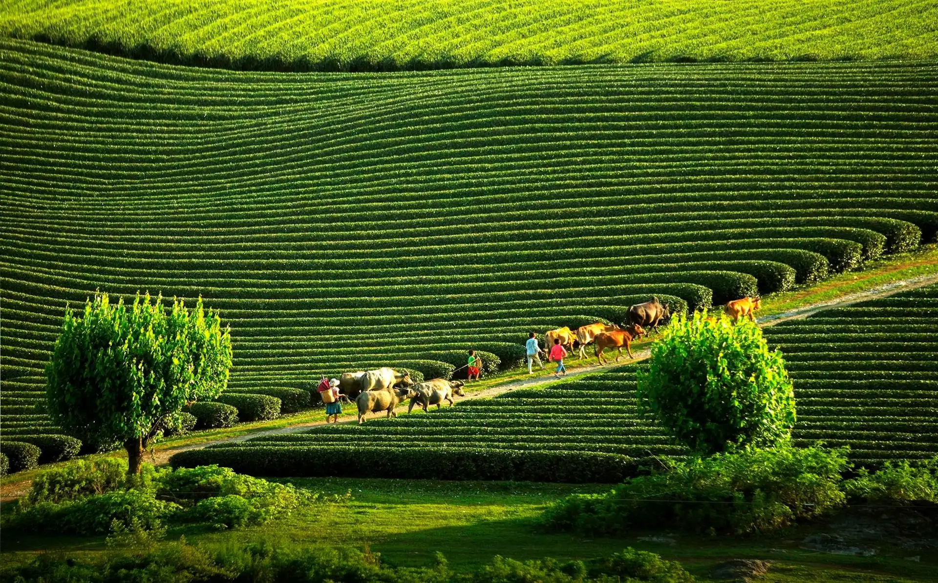 Những đồi chè bát ngát tại Mộc Châu vào mùa hè