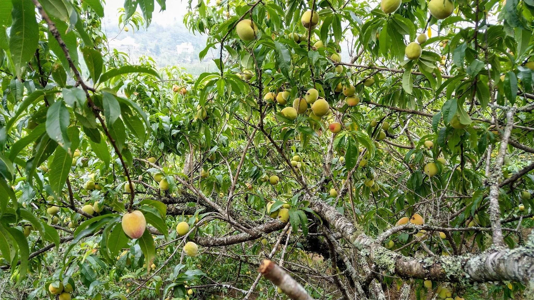 Các cành đào trĩu quả tại vườn đào Sa Pa