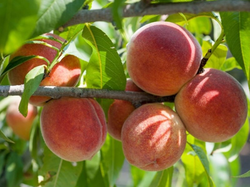 Du khách nên ưu tiên chọn các quả đào còn cuống tươi và vỏ căng
