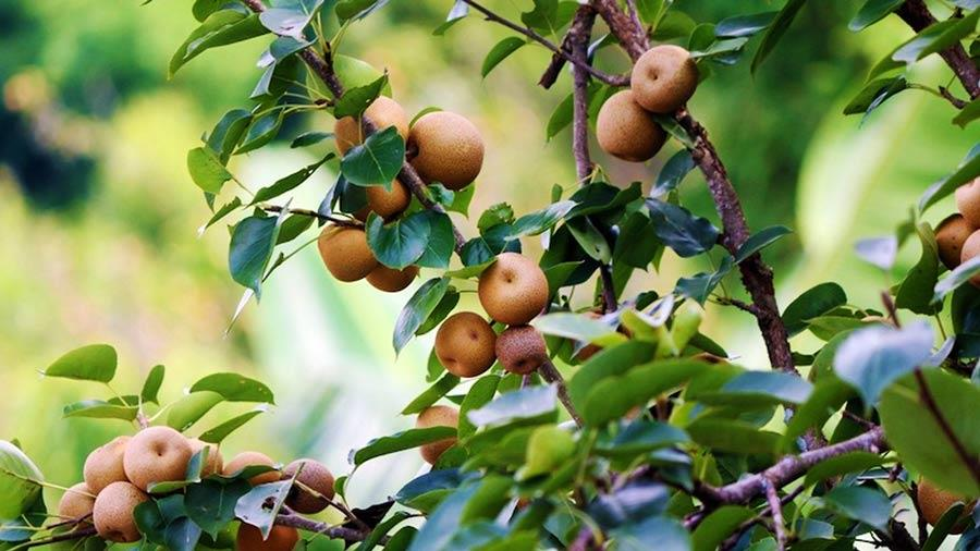 Quả lê là một trong những loại quả đặc trưng tại Sa Pa vào mùa hè