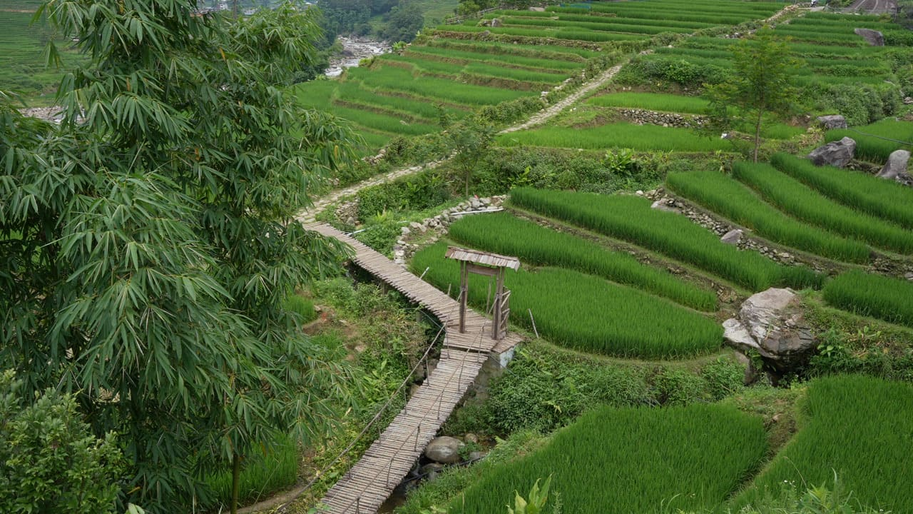 Du khách có thể trekking qua các thửa ruộng xanh mát