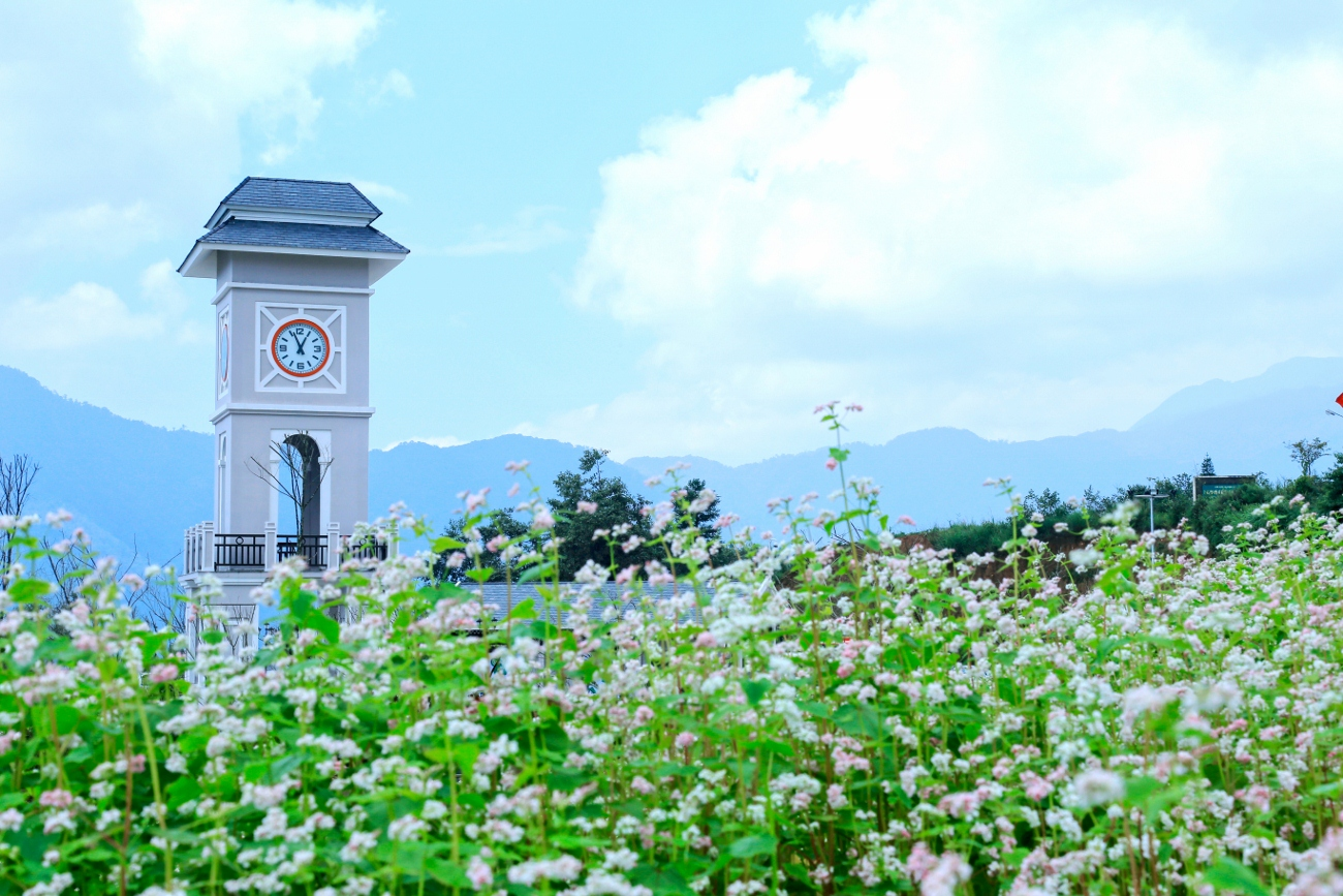 Vườn hoa tam giác mạch tại Fansipan
