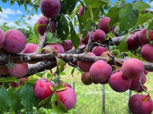 Hương vị của mận có sự khác nhau tùy vào độ cao và nhiệt độ khi trồng