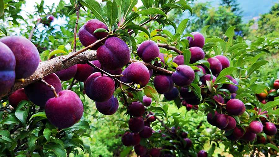 Mận Sa Pa có hương vị chua ngọt đặc trưng