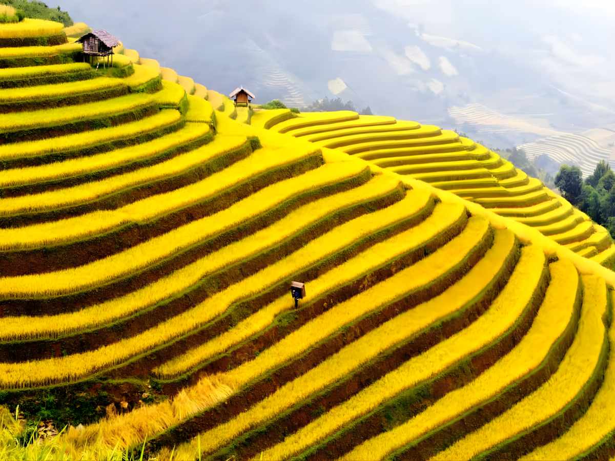 Thời điểm lúa chín đẹp nhất là&nbsp;đầu đến giữa tháng 9. (Nguồn sưu tầm)