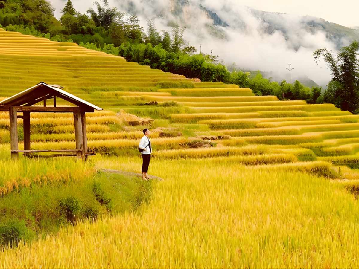Thời điểm sáng sớm 7 giờ đến 9 giờ hoặc từ 16 giờ đến 17 giờ là thời điểm lý tưởng để ngắm lúa chín. (Nguồn sưu tầm)&nbsp;