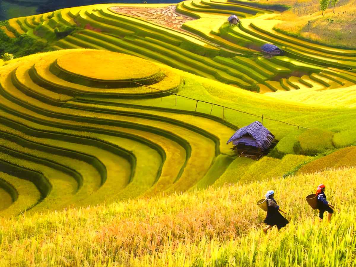 Ngắm mùa lúa chín vàng rực rỡ tại Lao Chải, Tả Van và thung lũng Mường Hoa thuộc Sa Pa. (Nguồn sưu tầm)