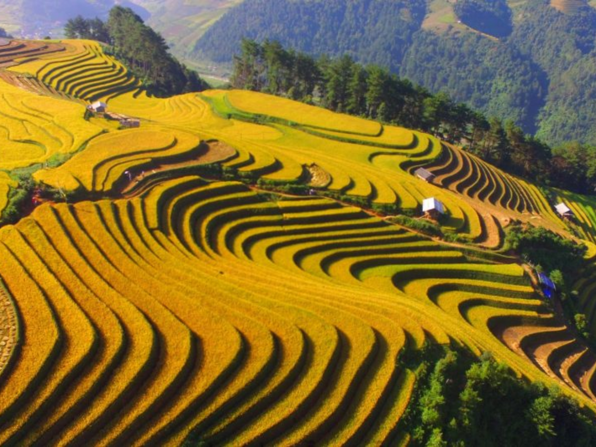 Từ đỉnh đèo Khau Phạ, ruộng bậc thang hiện lên như những dải lụa vàng mềm mại theo sườn núi. 
