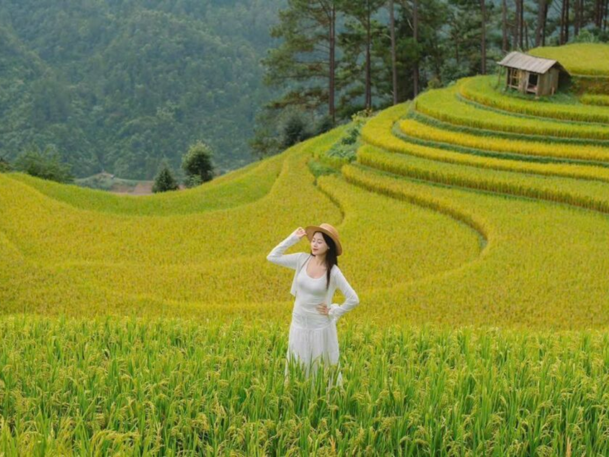 Mùa lúa chín ở đèo Khau Phạ thường diễn ra từ tháng 9 đến đầu tháng 10 hằng năm. 