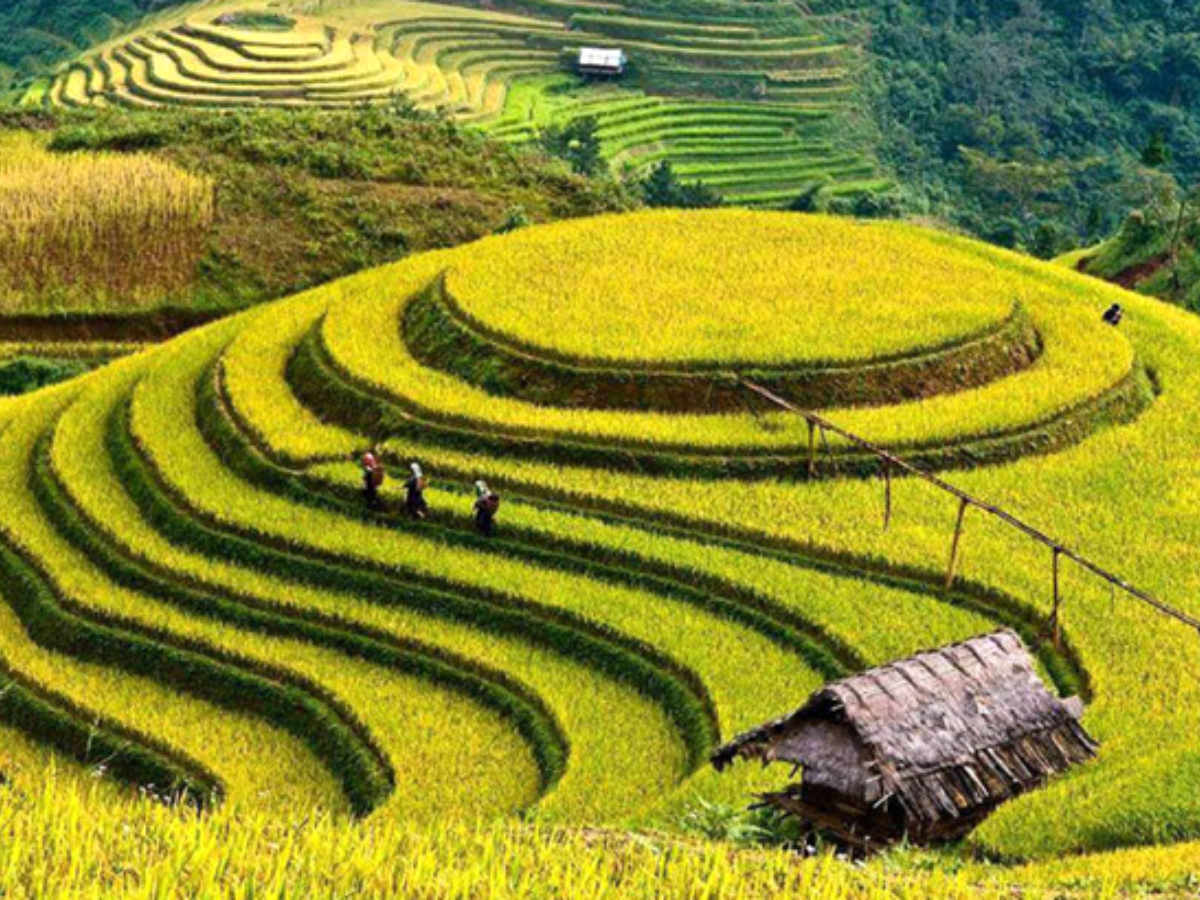 La Pán Tẩn, Chế Cu Nha và Nậm Có nổi bật với ruộng bậc thang đẹp bậc nhất Mù Cang Chải.