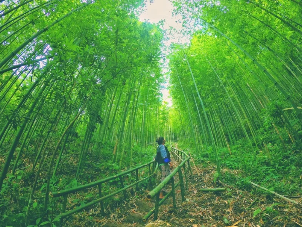 Gần chân đèo Khau Phạ, rừng trúc Púng Luông mang đến không gian xanh mát, khác biệt.