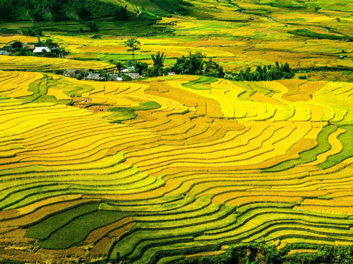 Ruộng bậc thang nối tiếp như sóng lượn là điểm nhấn của lịch trình Lùng Khấu Nín Sa Pa.
