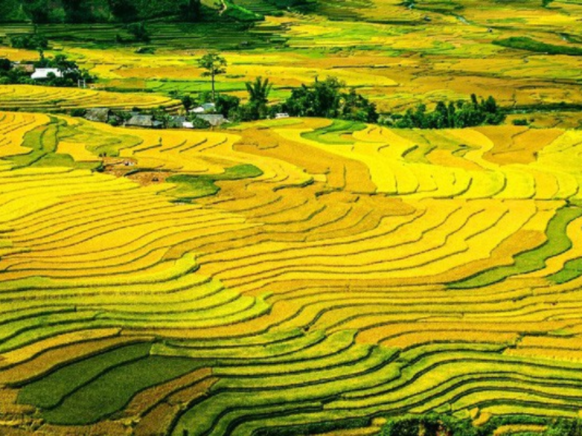 Ruộng bậc thang Mù Cang Chải đẹp vào mùa nước đổ tháng 5–6 và rực vàng mùa lúa chín tháng 9–10. 