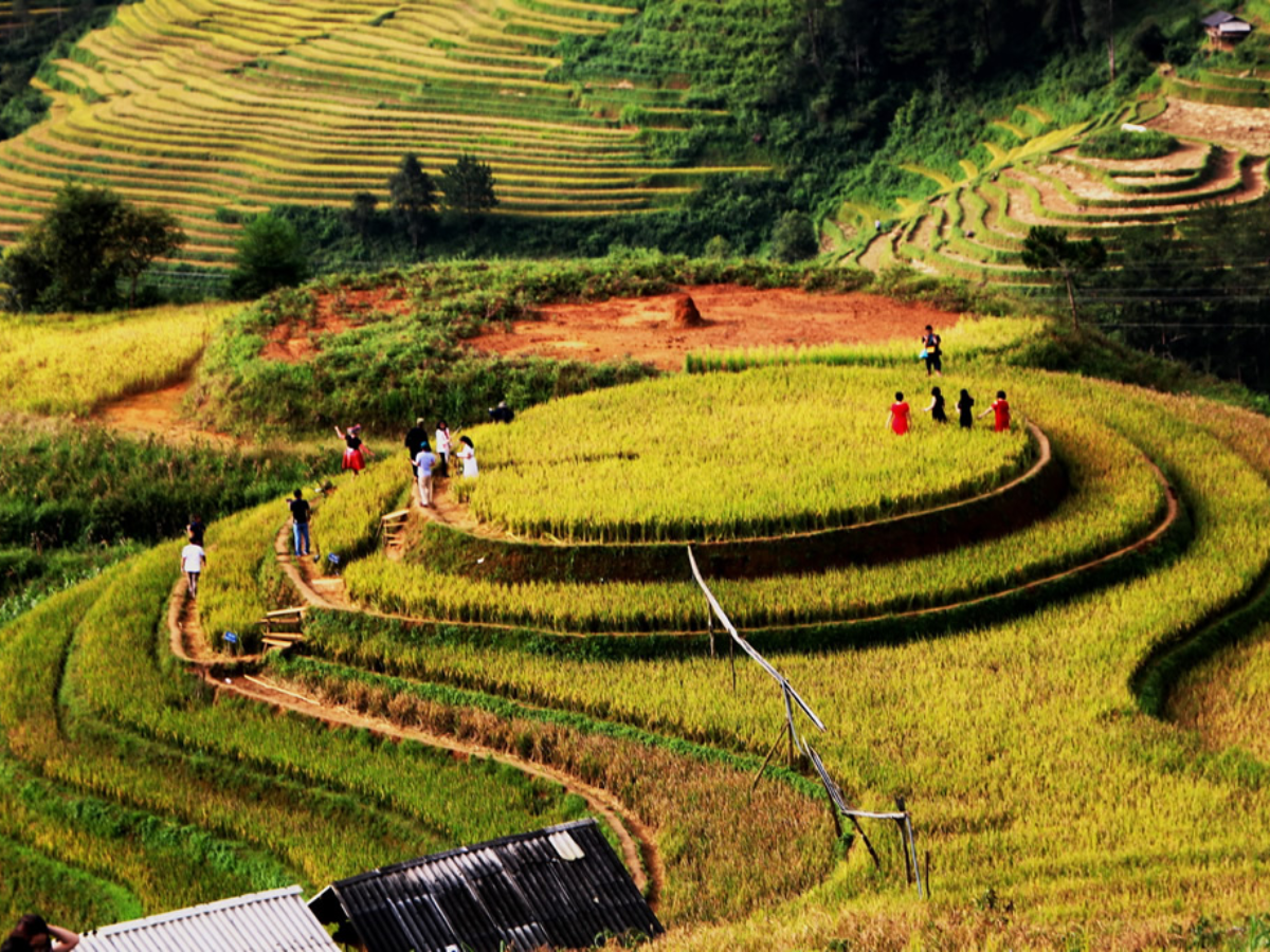 La Pán Tẩn Chế Cu Nha và Đồi Mâm Xôi tạo nên ruộng bậc thang uốn lượn rực rỡ vào mùa lúa chín tháng 9–10. 