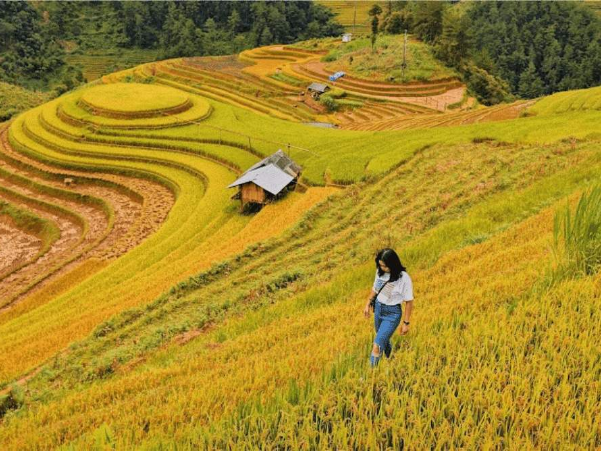 Vào mùa lúa chín thung lũng La Pán Tẩn khoác sắc vàng rực rỡ dưới nắng thu dịu nhẹ.