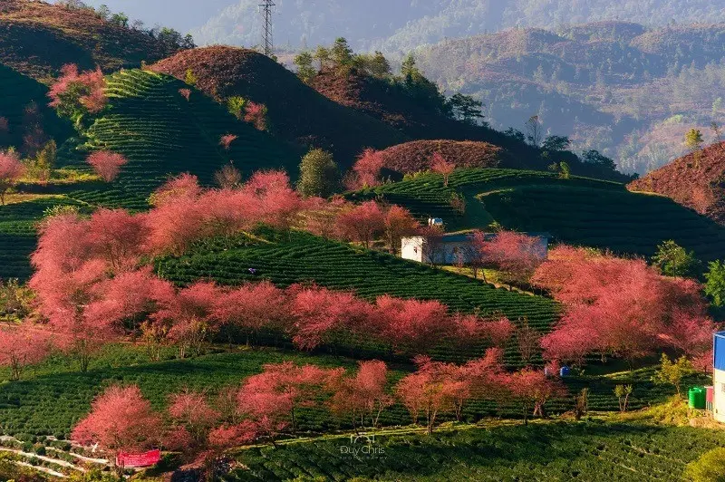 Vẻ đẹp tươi mới của ruộng bậc thang Sa Pa vào mùa xuân thu hút nhiều du khách khám phá