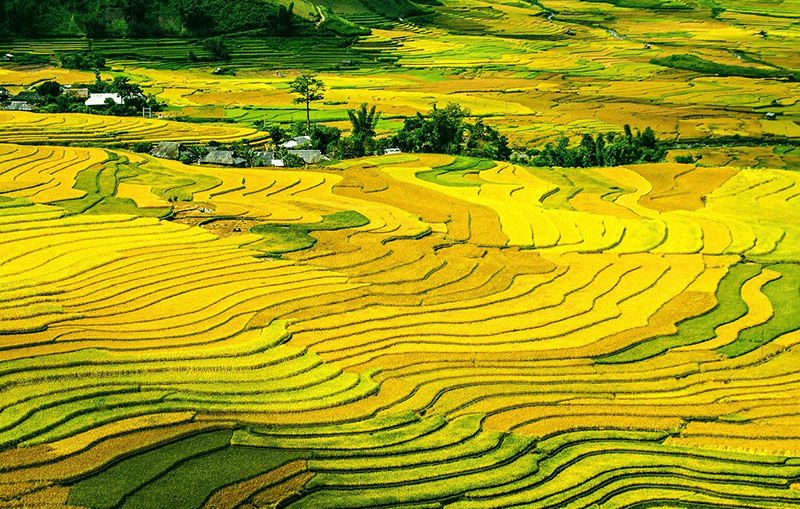 Thung lũng Mường Hoa bước vào thời khắc giao mùa khi những thửa ruộng bậc thang dần chuyển từ màu xanh mướt sang sắc vàng óng ả