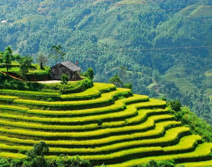 Những thửa ruộng bậc thang uốn lượn tạo nên vẻ đẹp độc đáo cho thiên nhiên Sa Pa