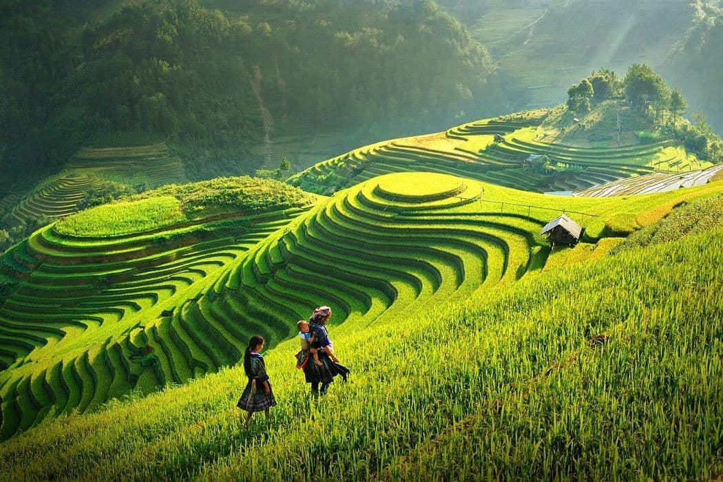 Sa Pa tháng 8 khoác lên mình màu xanh mướt của những thửa ruộng bậc thang, tạo nên khung cảnh bình yên giữa núi rừng Tây Bắc.