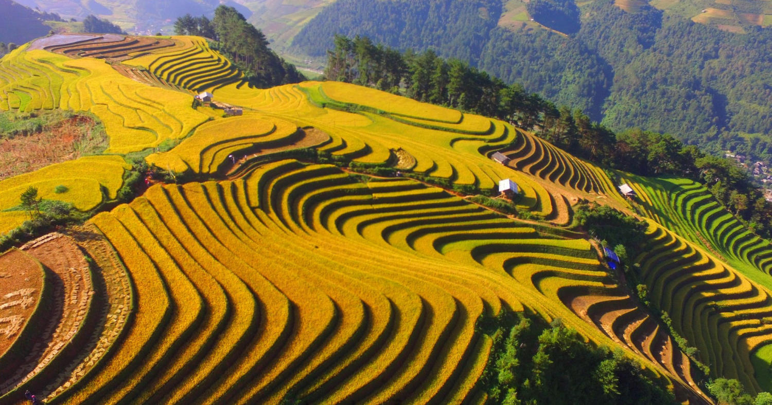 Toàn cảnh ruộng bậc thang Mường Hoa vào mùa lúa chín rực rỡ, thời điểm đẹp nhất để du lịch Sa Pa