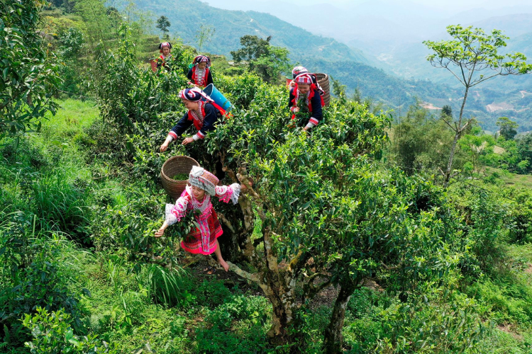 Trà Shan Tuyết Sa Pa được thu hái từ những cây chè cổ thụ vùng núi cao, mang hương thơm thanh khiết thích hợp làm quà biếu.