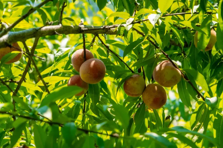 Du khách trải nghiệm tự tay lựa chọn trái cây tại vườn thơm ngon, tươi ngọt