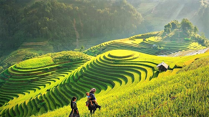 Ruộng bậc thang tại Bản Tả Van