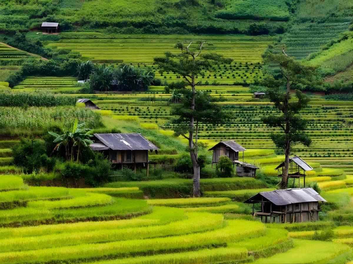Ruộng bậc thang Mù Cang Chải trải xanh, kể dấu ấn canh tác lâu đời