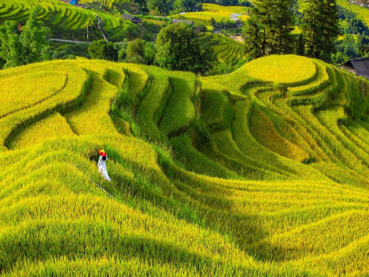 Ruộng bậc thang Sa Pa ôm sườn núi, tạo nên khung cảnh vàng rực rỡ.