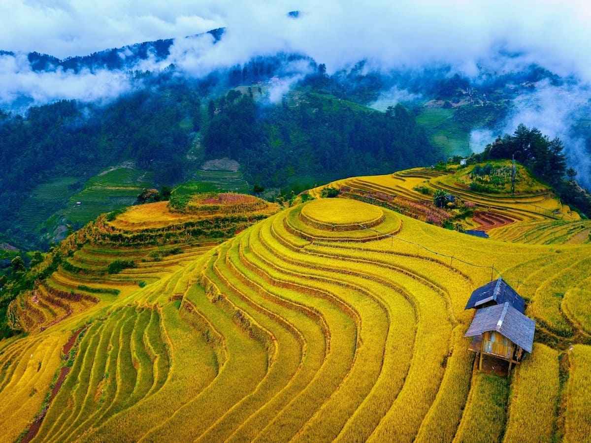 Ruộng bậc thang Tây Bắc rực vàng cuối thu tháng 9, lý tưởng săn mùa lúa chín.