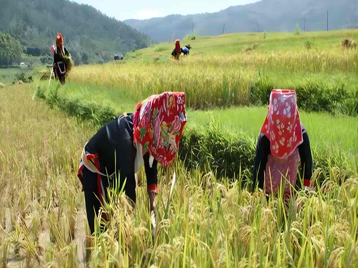 Nghề nông truyền thống phản ánh đời sống gắn bó thiên nhiên của người Dao đỏ Sa Pa.