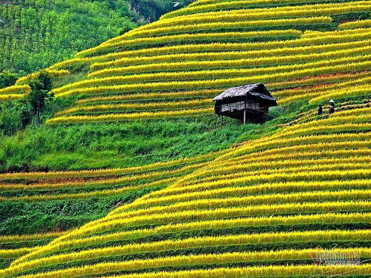 Ruộng bậc thang là hình thức canh tác thích ứng địa hình dốc của nông nghiệp miền núi.
