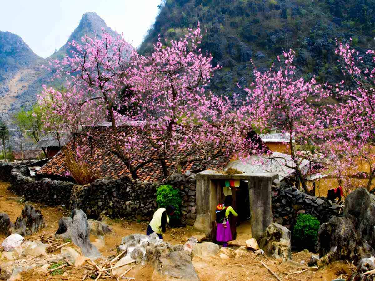 Khí hậu mát mẻ và địa hình núi cao Tây Bắc tạo điều kiện hình thành mùa hoa đặc trưng.