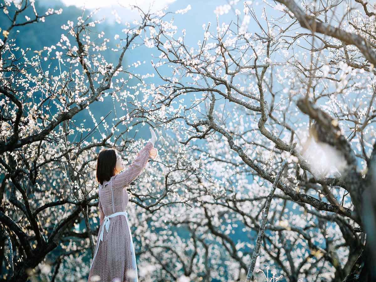 Mùa hoa đào, hoa mận đầu xuân phản ánh rõ sự chuyển mùa vùng núi Tây Bắc.