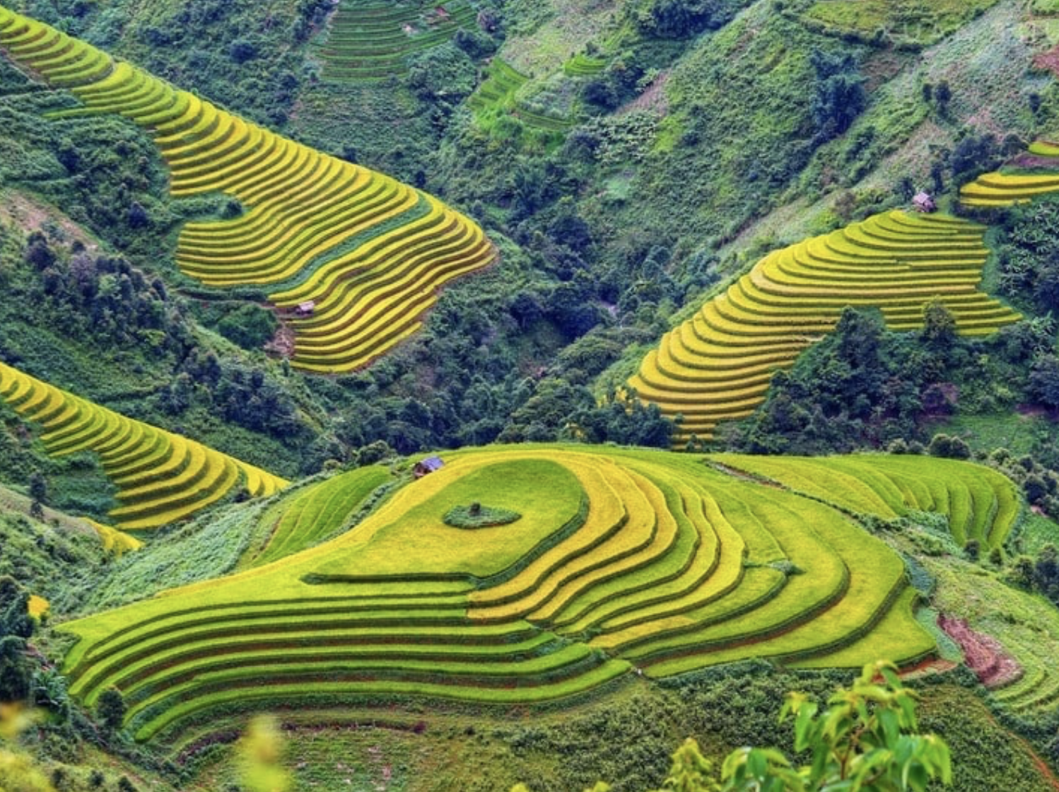 Toàn bộ khu vực ruộng bậc thang được phủ bởi sắc vàng khắp thung lũng và các sườn đồi. (Nguồn: Sưu tầm)