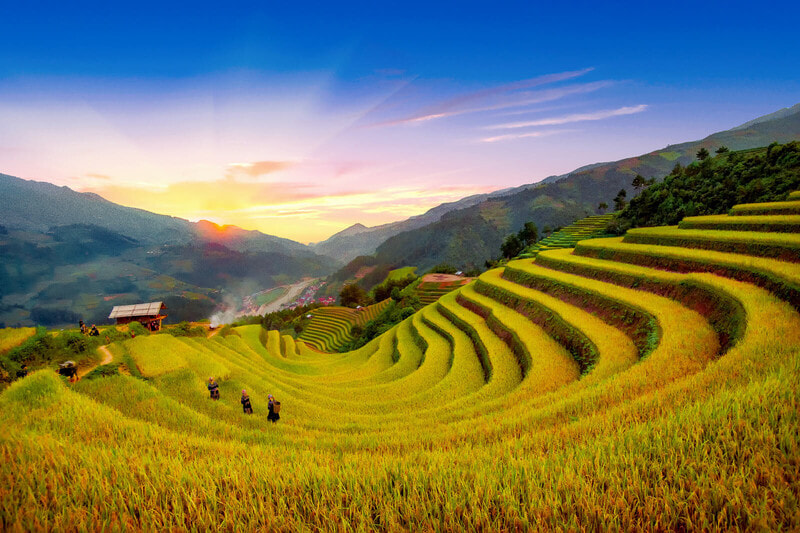 Khung cảnh tuyệt đẹp tại Sa Pa mùa lúa chín