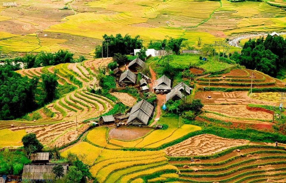 Thung lũng Mường Hoa mùa lúa chín