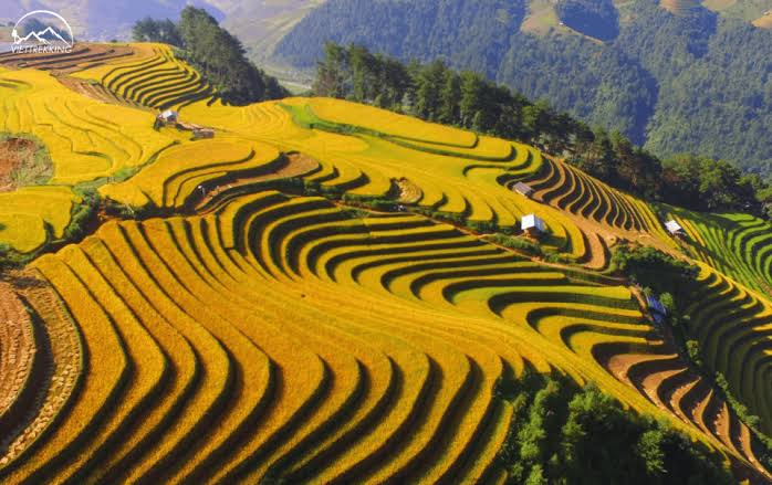 Ruộng bậc thang Sa Pa mùa lúa chín khoác lên sắc vàng rực rỡ, thu hút đông đảo du khách mỗi dịp thu về