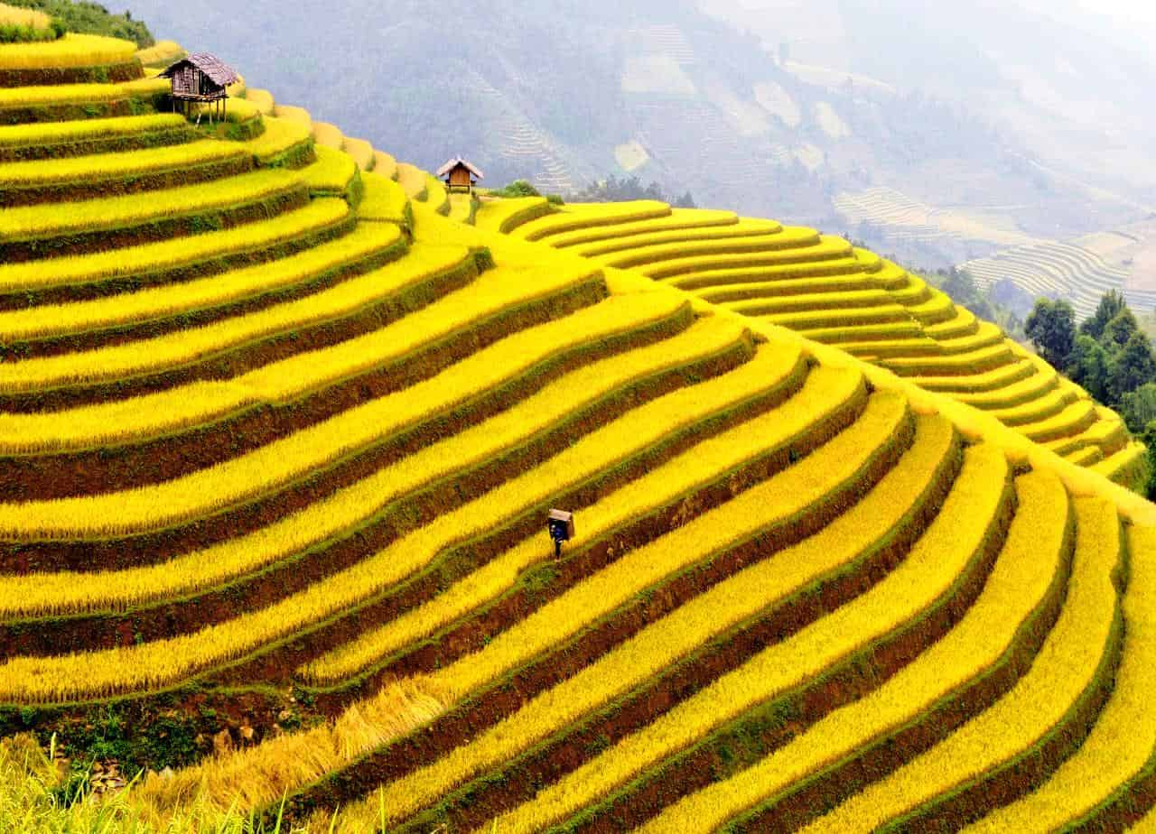 Mùa lúa chín và mùa săn mây là thời điểm lý tưởng để du lịch Sa Pa, mang đến khung cảnh thiên nhiên ngoạn mục và nhiều góc check-in ấn tượng