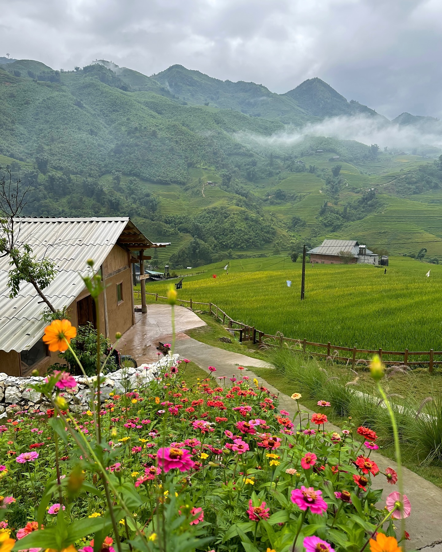 Những triền ruộng bậc thang tại bản Tả Van bắt đầu ngả chín vàng ươm khi tiết trời thu gõ cửa. 