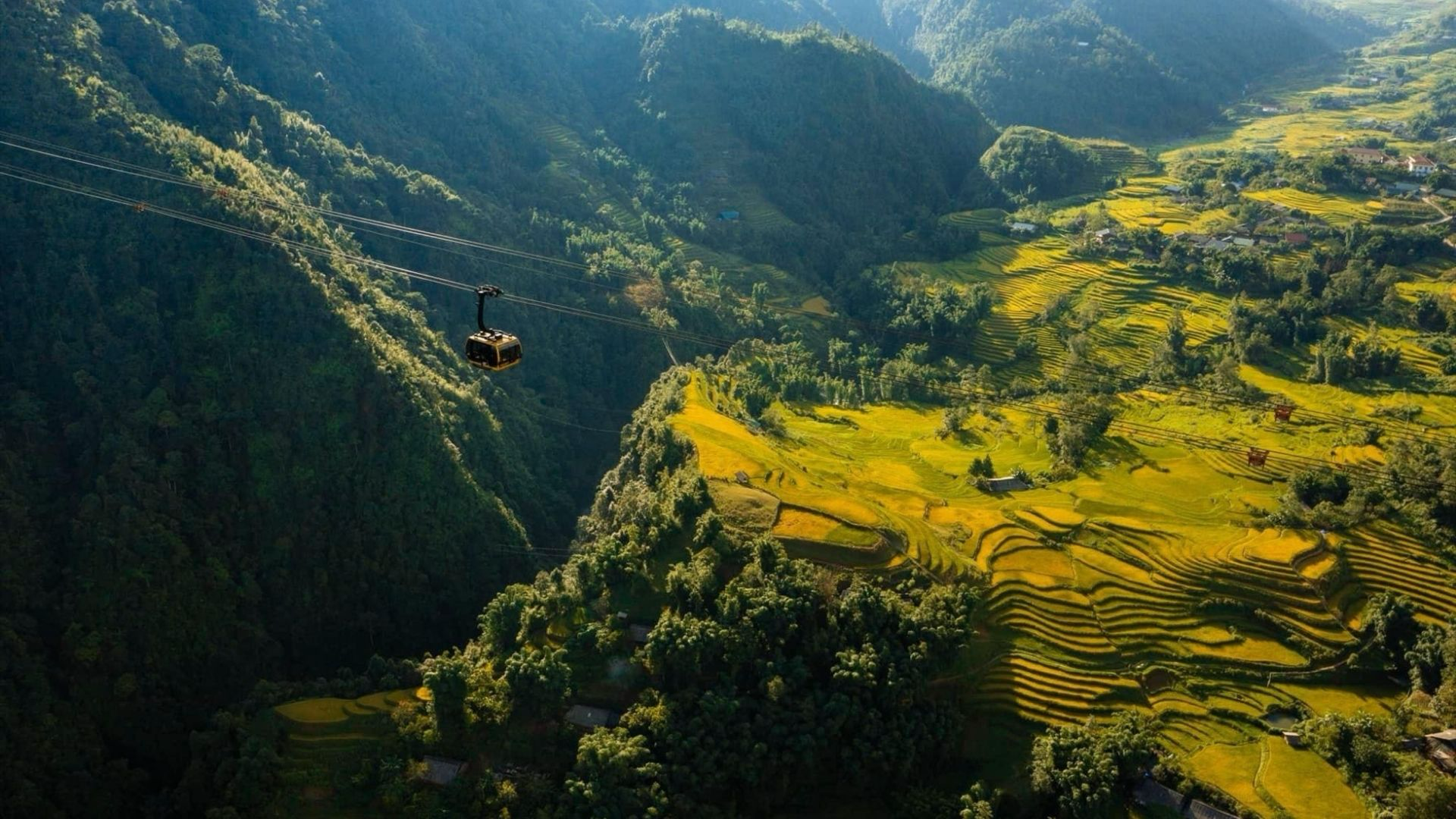 Ruộng bậc thang Mường Hoa dần chuyển sắc vàng vào thời điểm cuối tháng 8 và đầu tháng 9