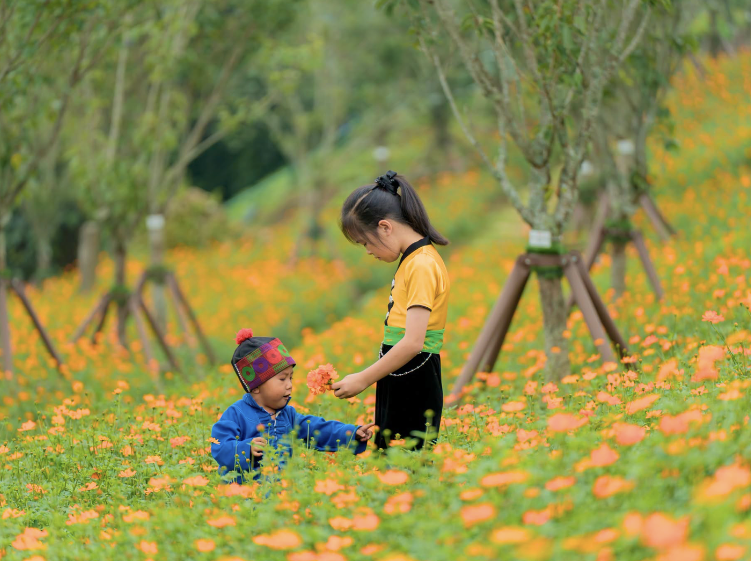 Khi tiết trời chuyển sang thu, sắc hoa nổi bật giữa nền núi rừng Hoàng Liên Sơn