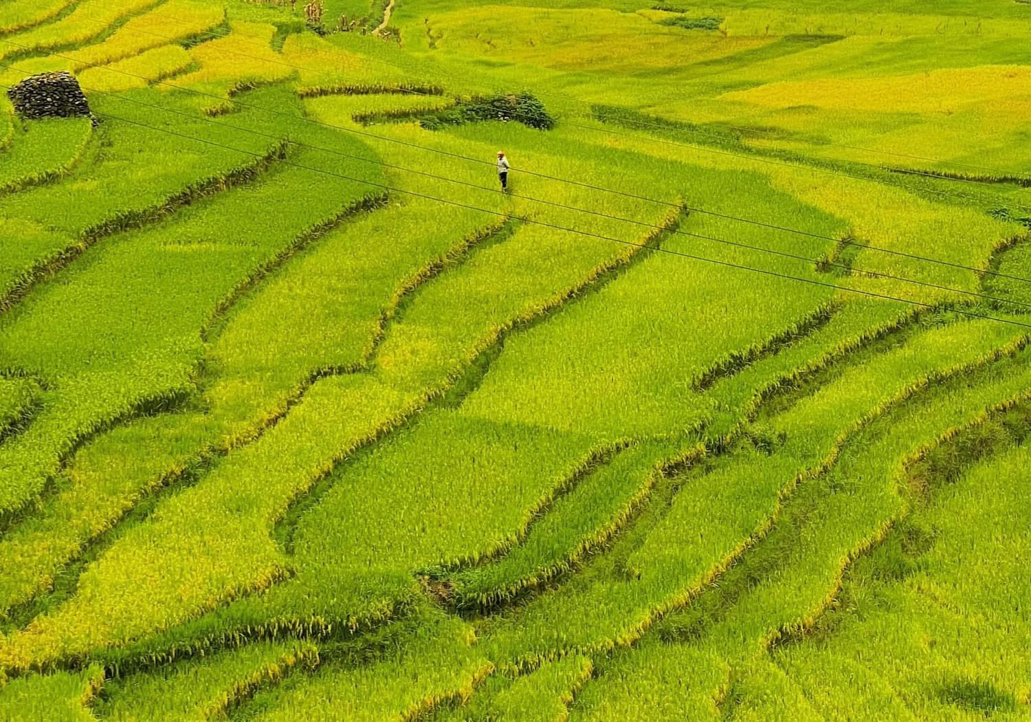 Những thửa ruộng bậc thang Y Tý bắt đầu chín rộ vàng ươm.