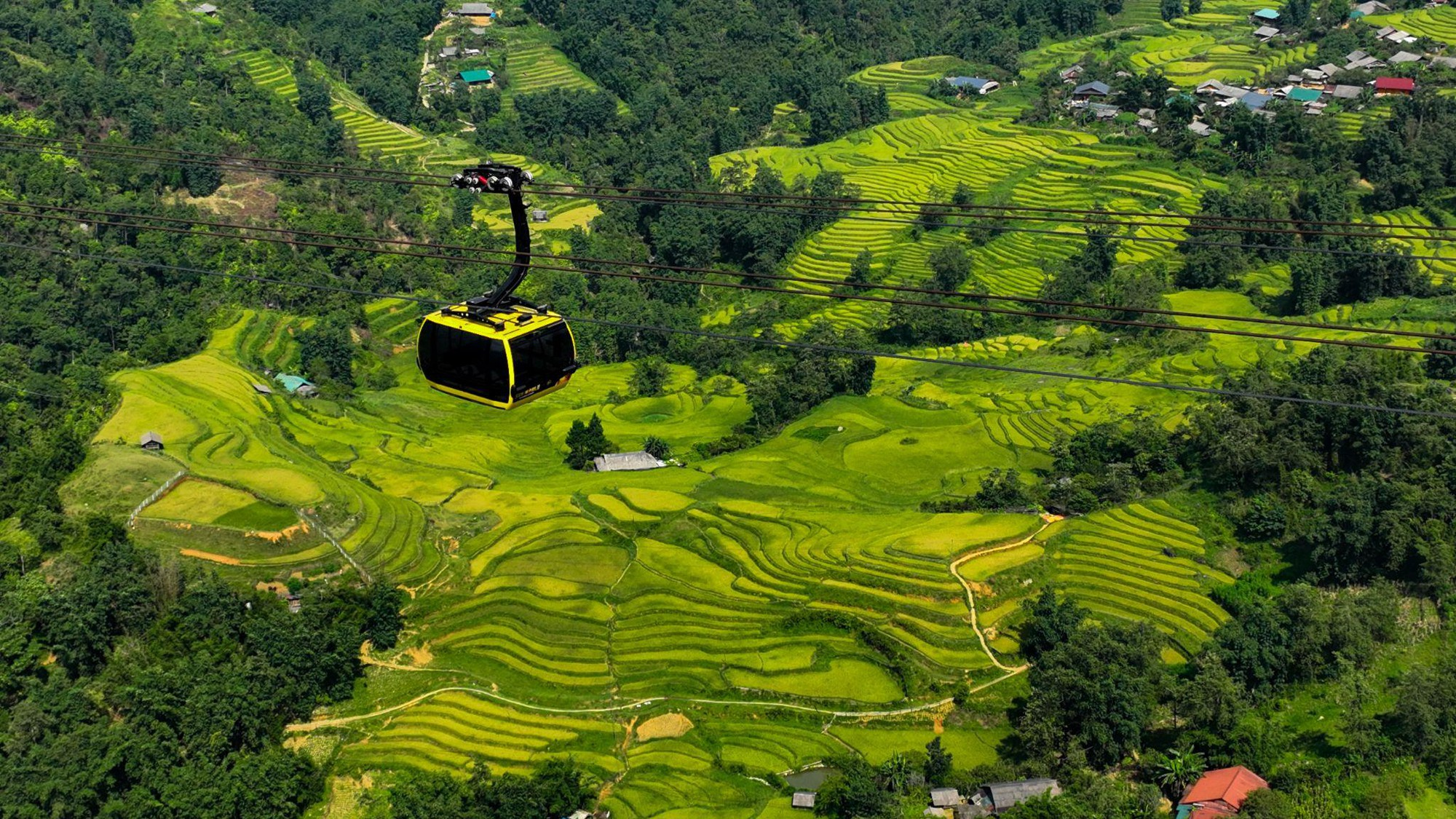 Du khách có thể ngắm những triền ruộng bậc thang chín vàng ươm từ trên cao khi đi cáp treo Fansipan.